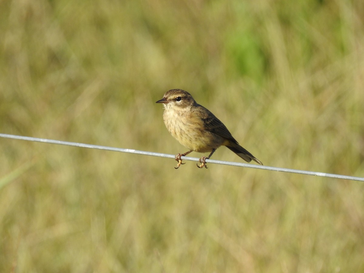 Palmenwaldsänger - ML642879096