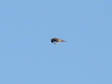 Buntfalke - ML642879101
