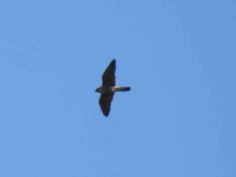 Buntfalke - ML642879103