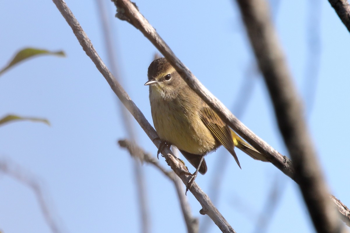 Paruline à couronne rousse - ML642879137