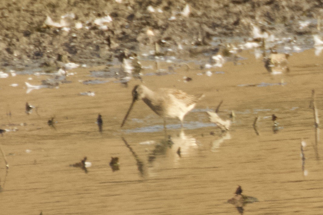 Long-billed Dowitcher - ML642879138