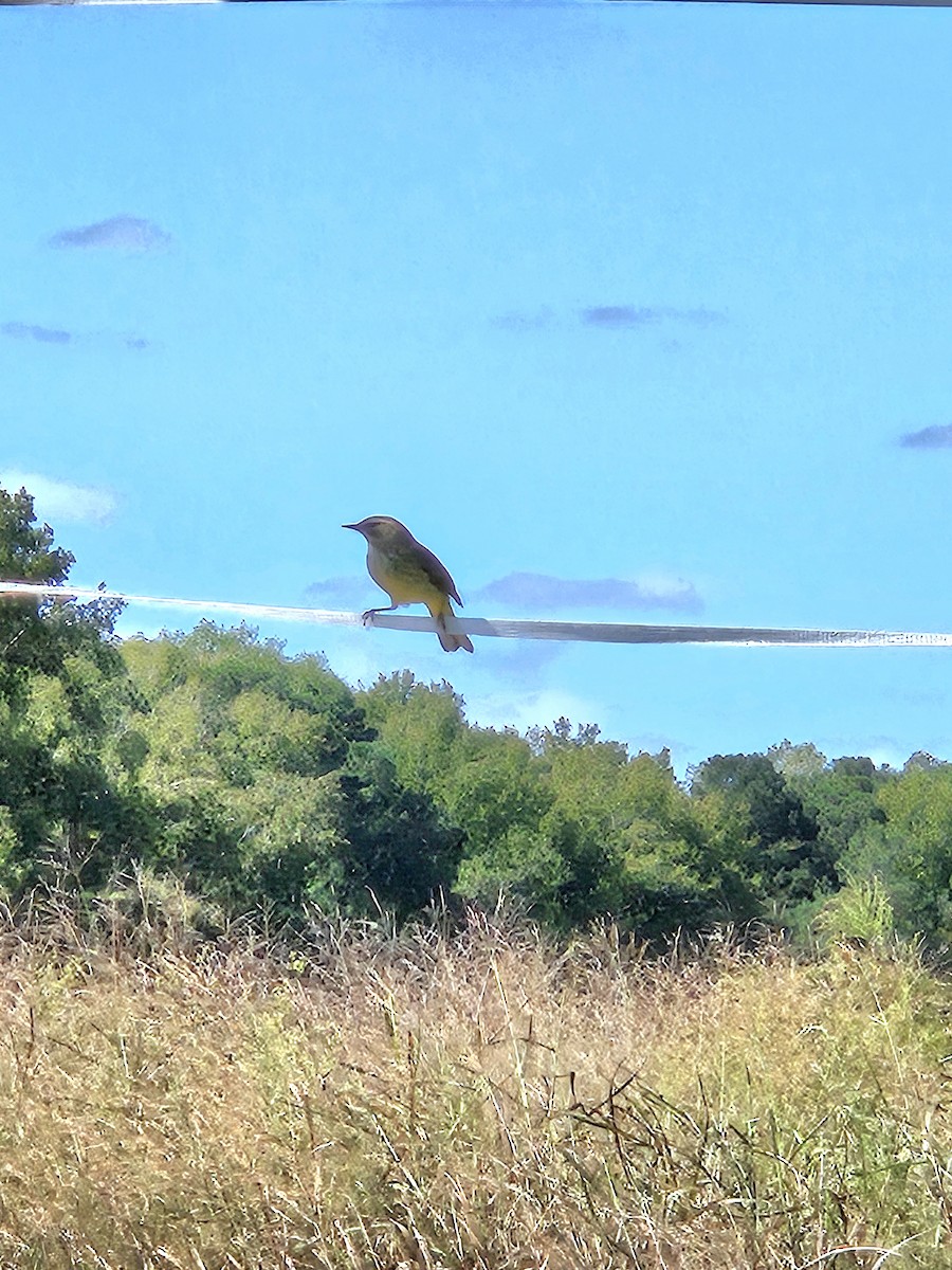 Palmenwaldsänger - ML642879141