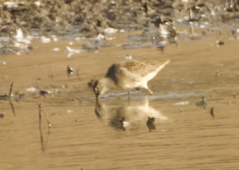 Long-billed Dowitcher - ML642879150