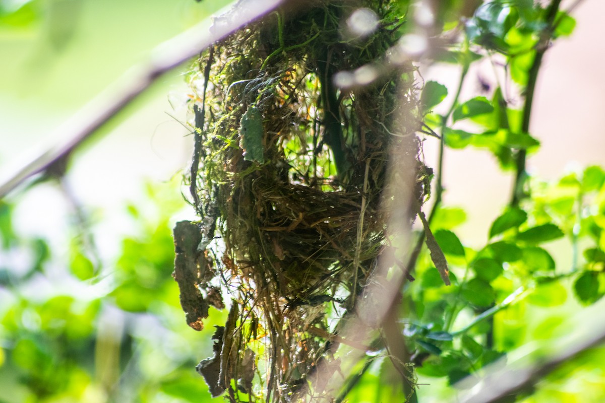 Gray-headed Tody-Flycatcher - ML642879166