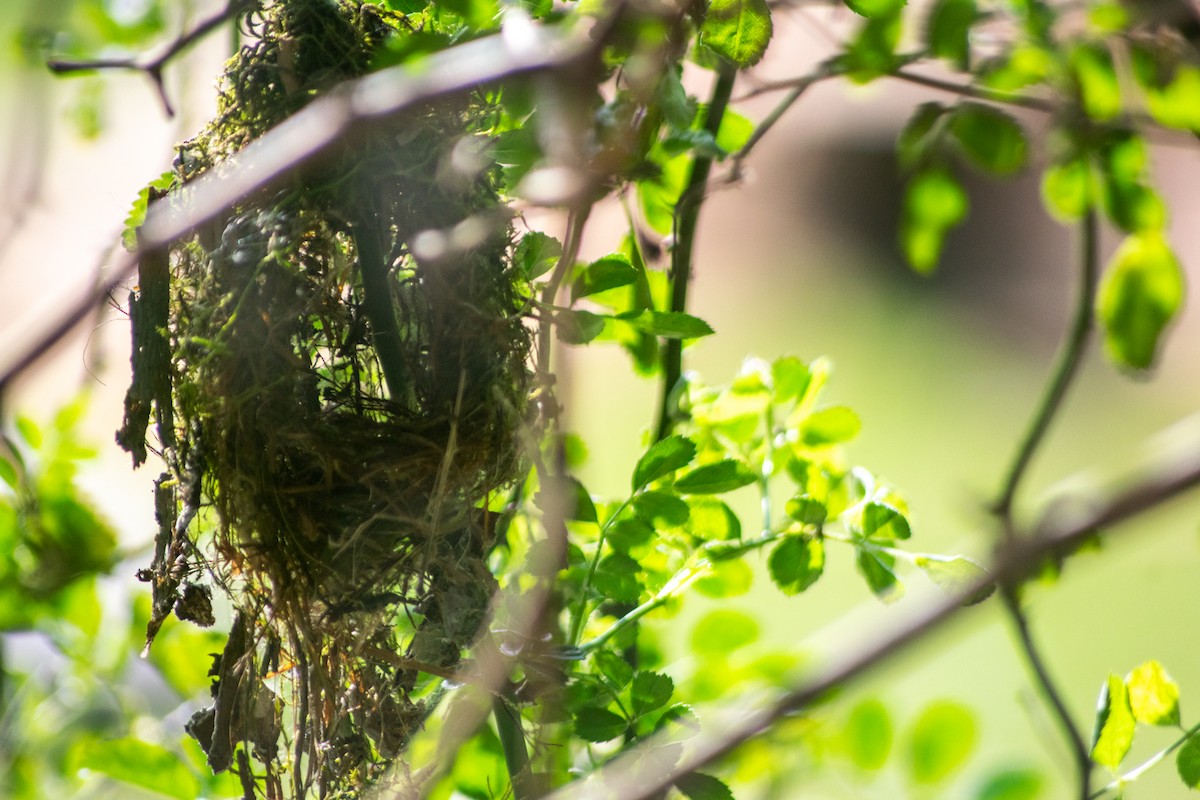 Gray-headed Tody-Flycatcher - ML642879167