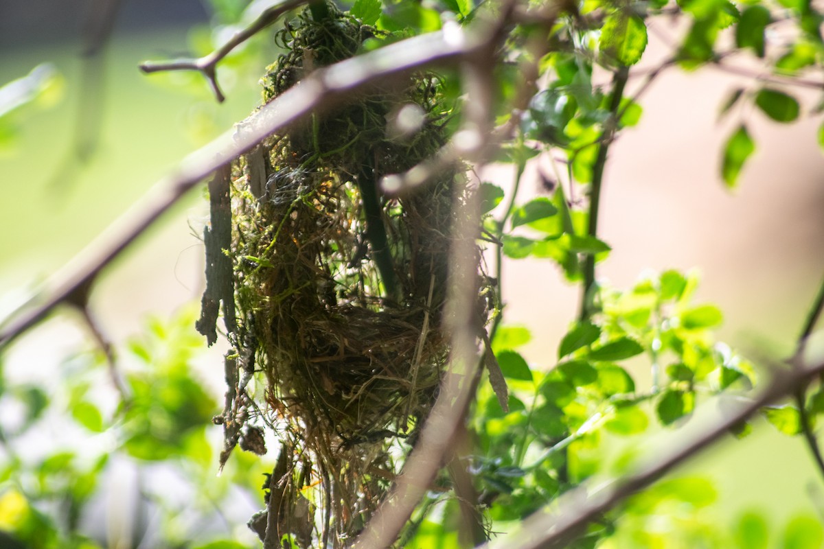 Gray-headed Tody-Flycatcher - ML642879168
