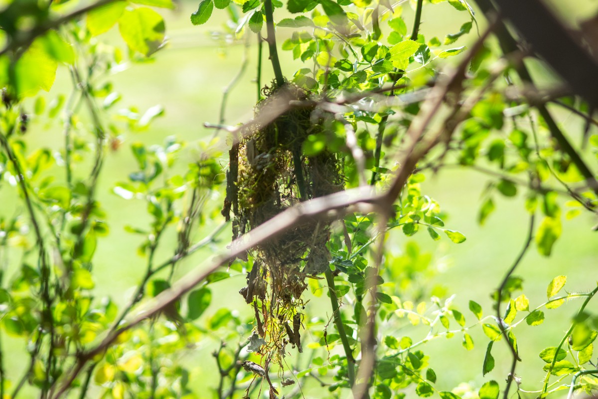 Gray-headed Tody-Flycatcher - ML642879169