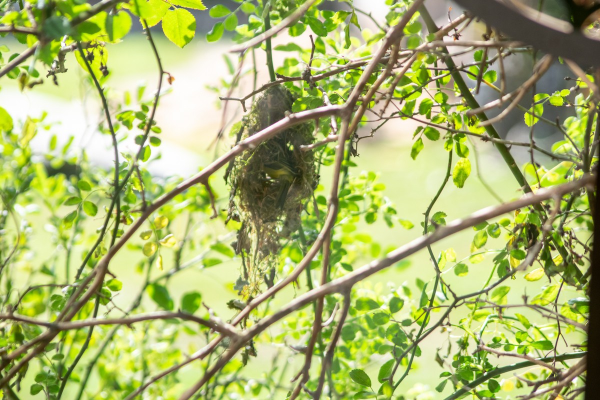 Gray-headed Tody-Flycatcher - ML642879170