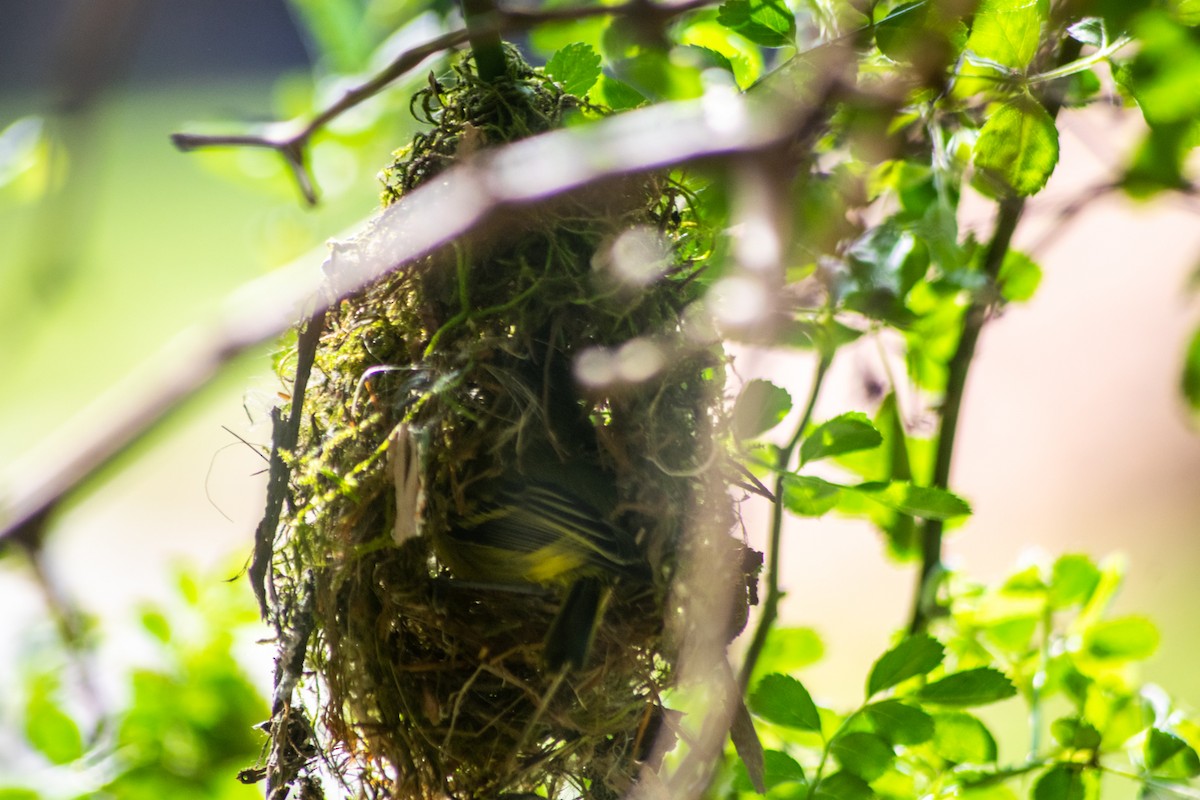 Gray-headed Tody-Flycatcher - ML642879171