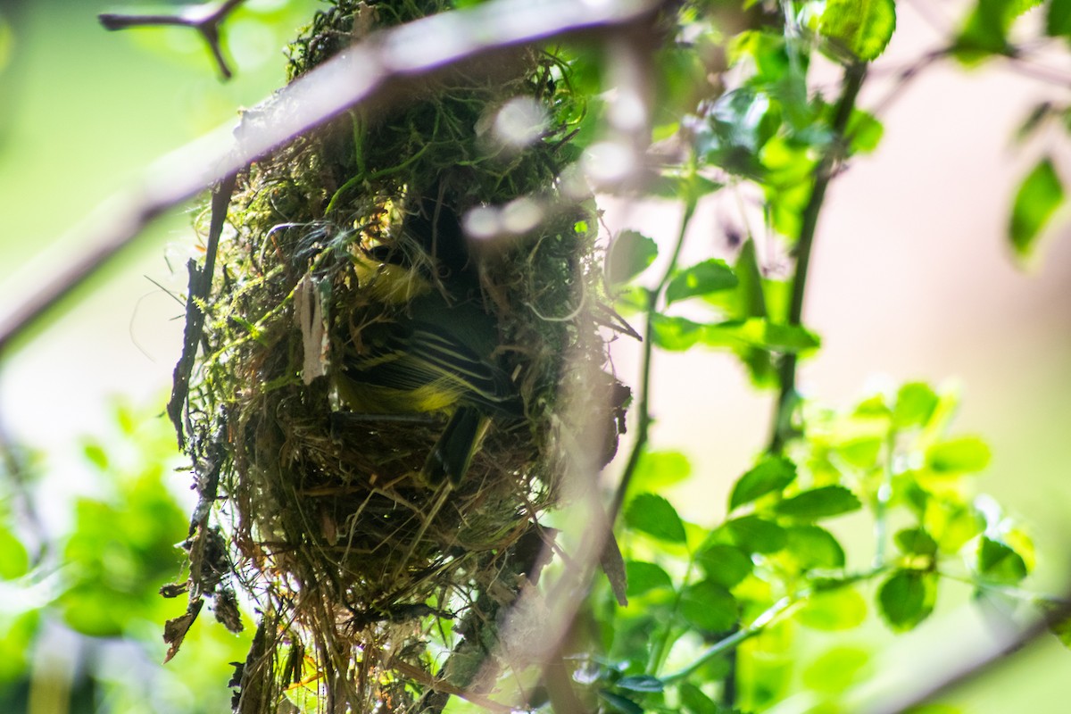 Gray-headed Tody-Flycatcher - ML642879172