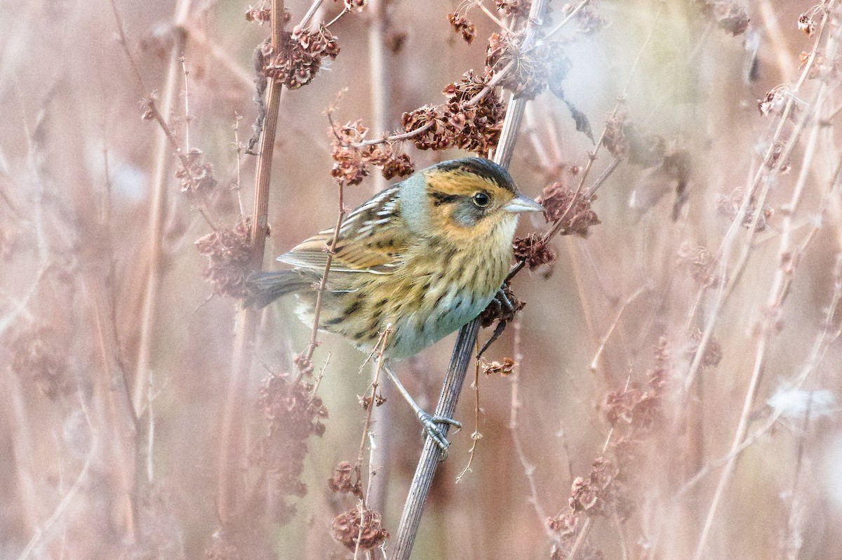 Nelson's Sparrow - ML642879177