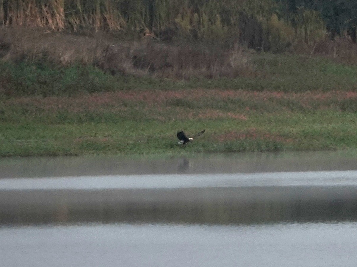 Bald Eagle - ML642879182