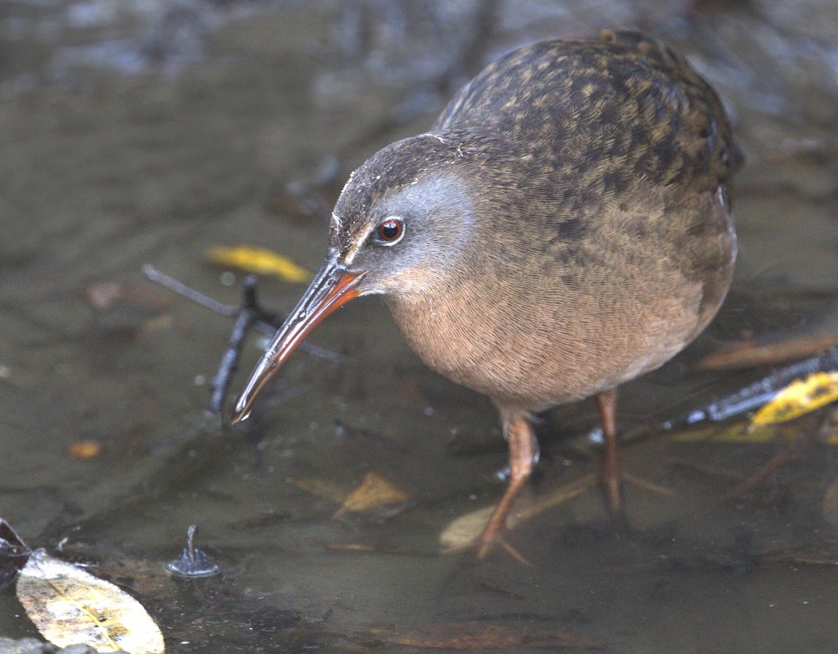 Virginia Rail - ML642879183