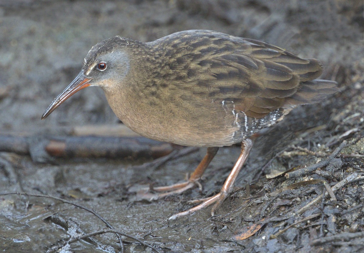 Virginia Rail - ML642879185