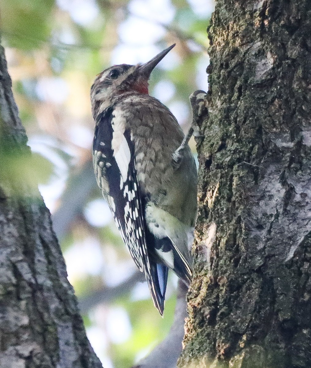 Yellow-bellied Sapsucker - ML642879189
