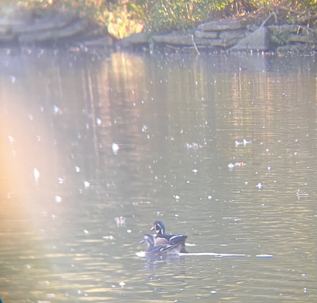 Wood Duck - ML642879196