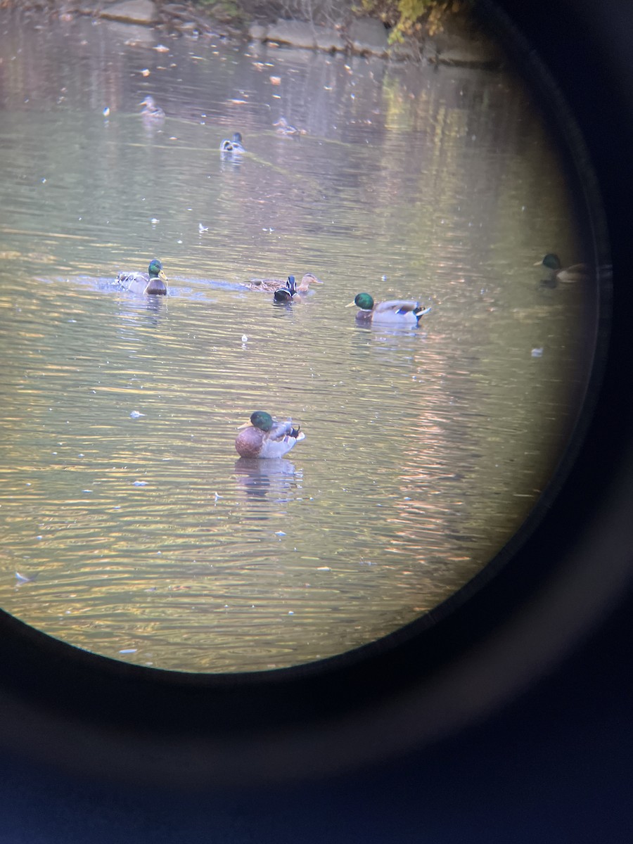 Wood Duck - ML642879197
