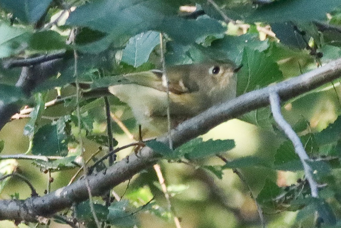 Ruby-crowned Kinglet - ML642879199