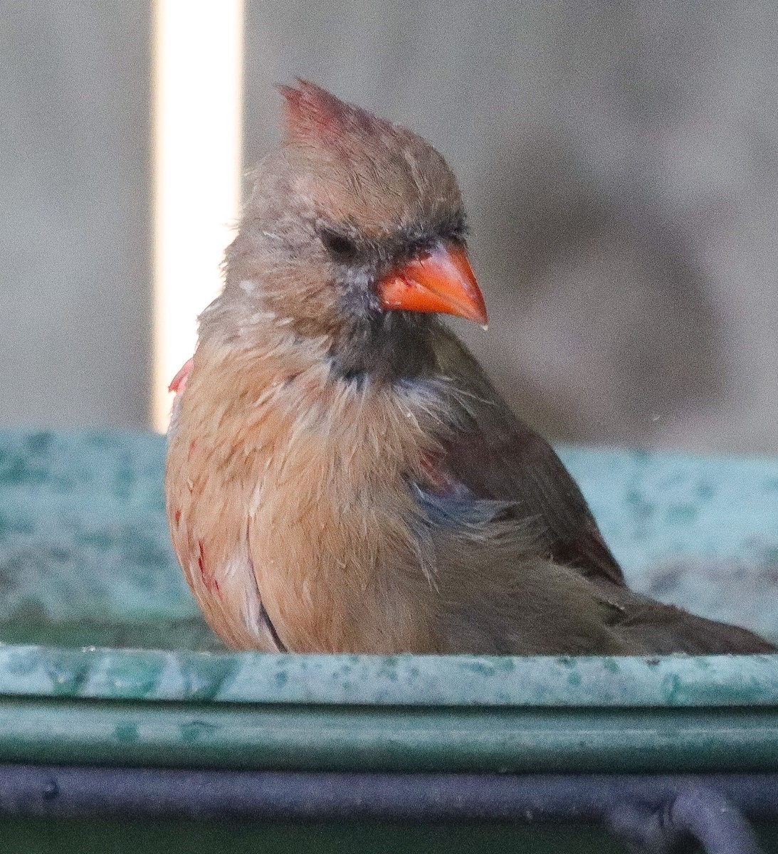 Northern Cardinal - ML642879200