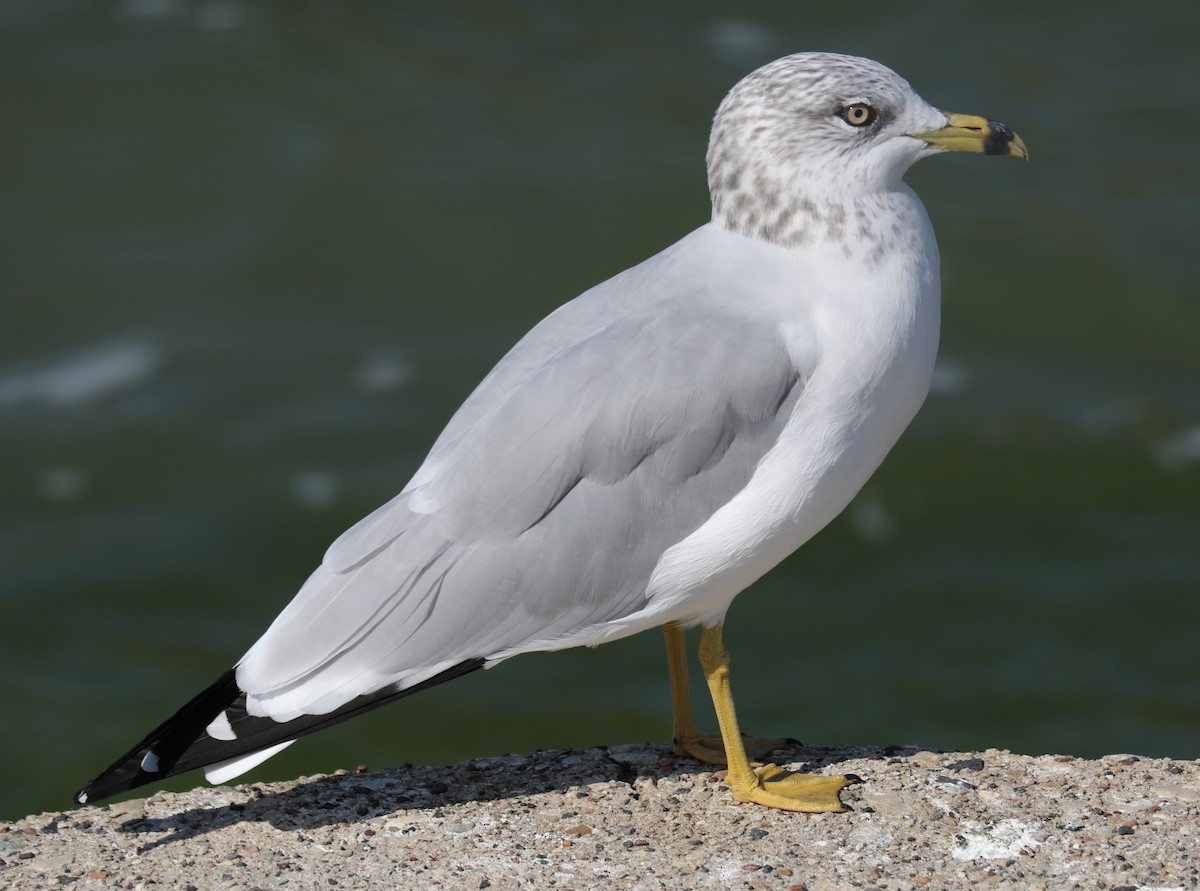 Ring-billed Gull - ML642879201
