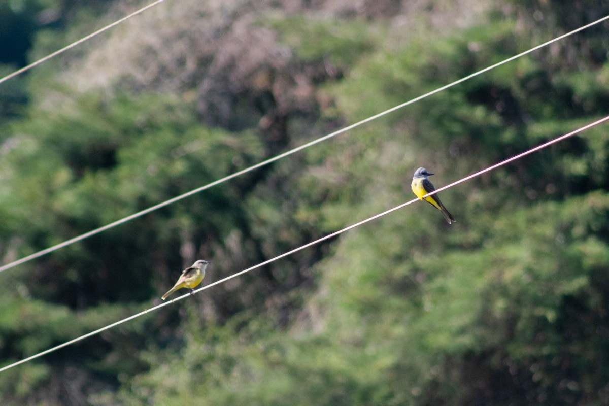 Tropical Kingbird - ML642879210