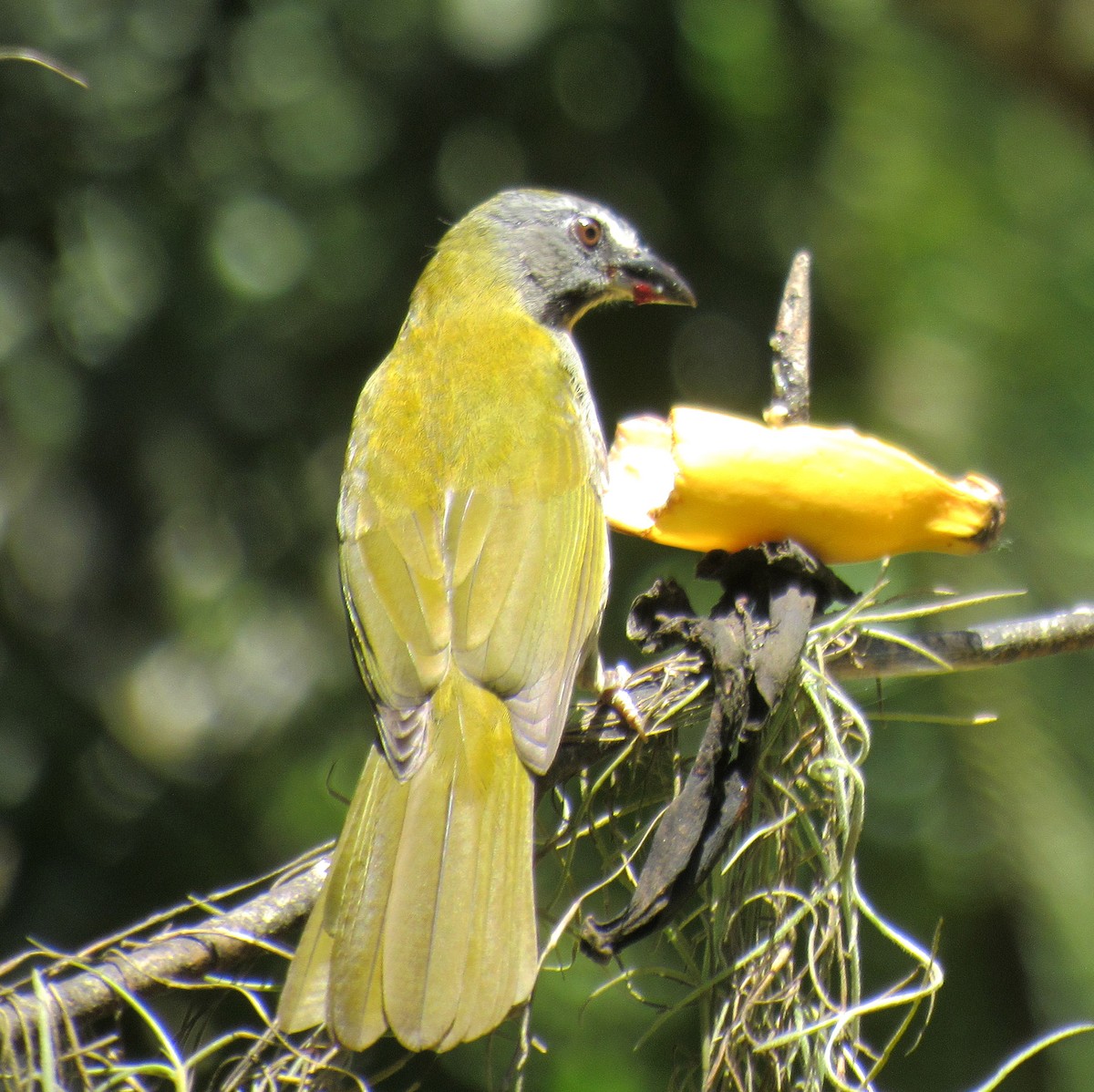 Buff-throated Saltator - ML642879211