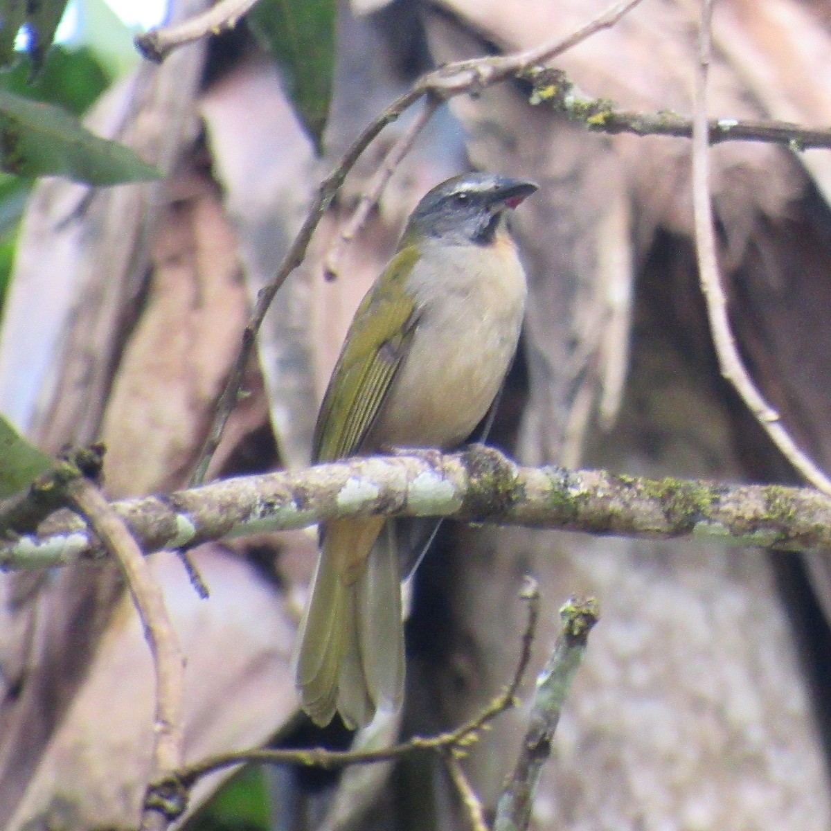 Buff-throated Saltator - ML642879212