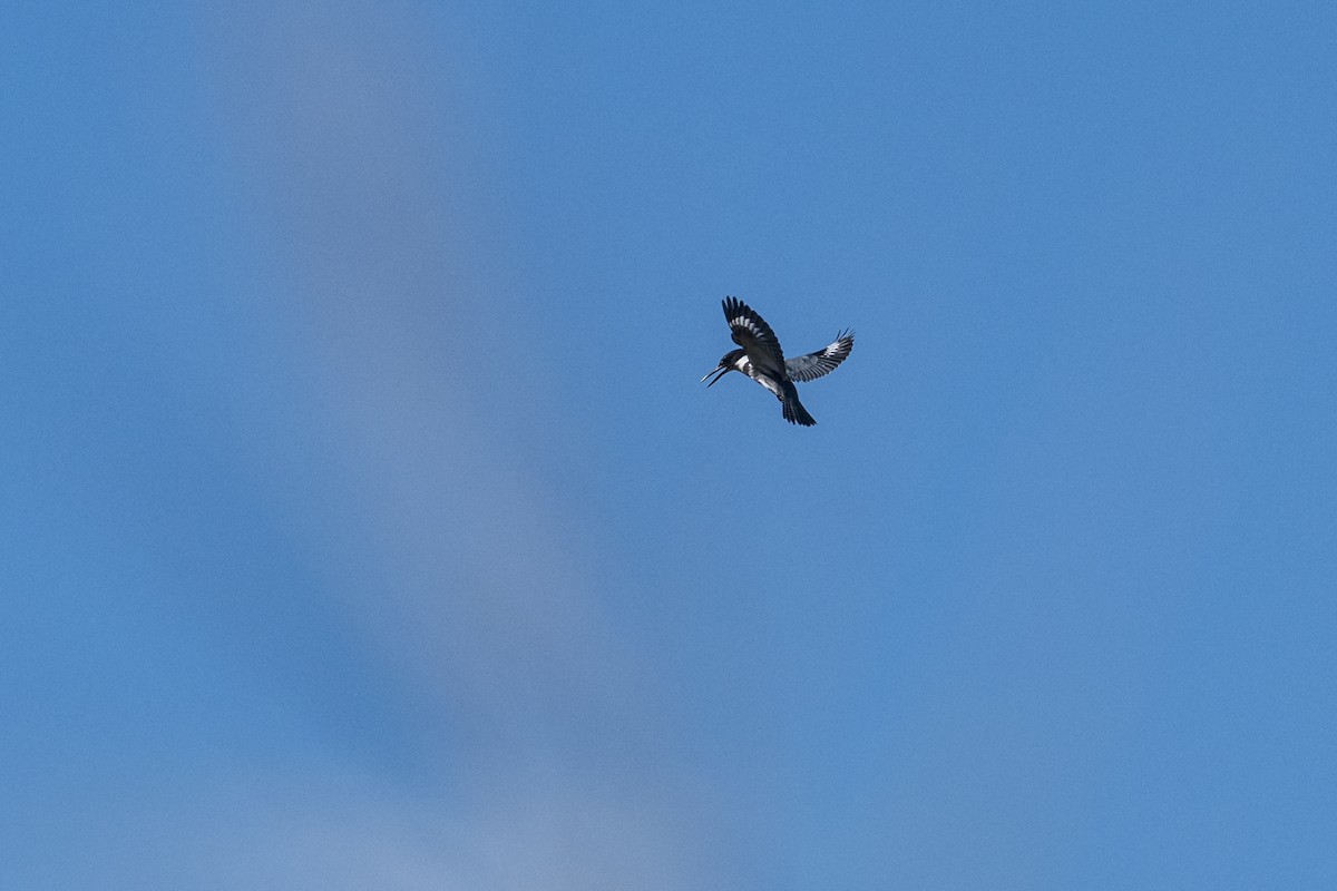 Belted Kingfisher - ML642879214
