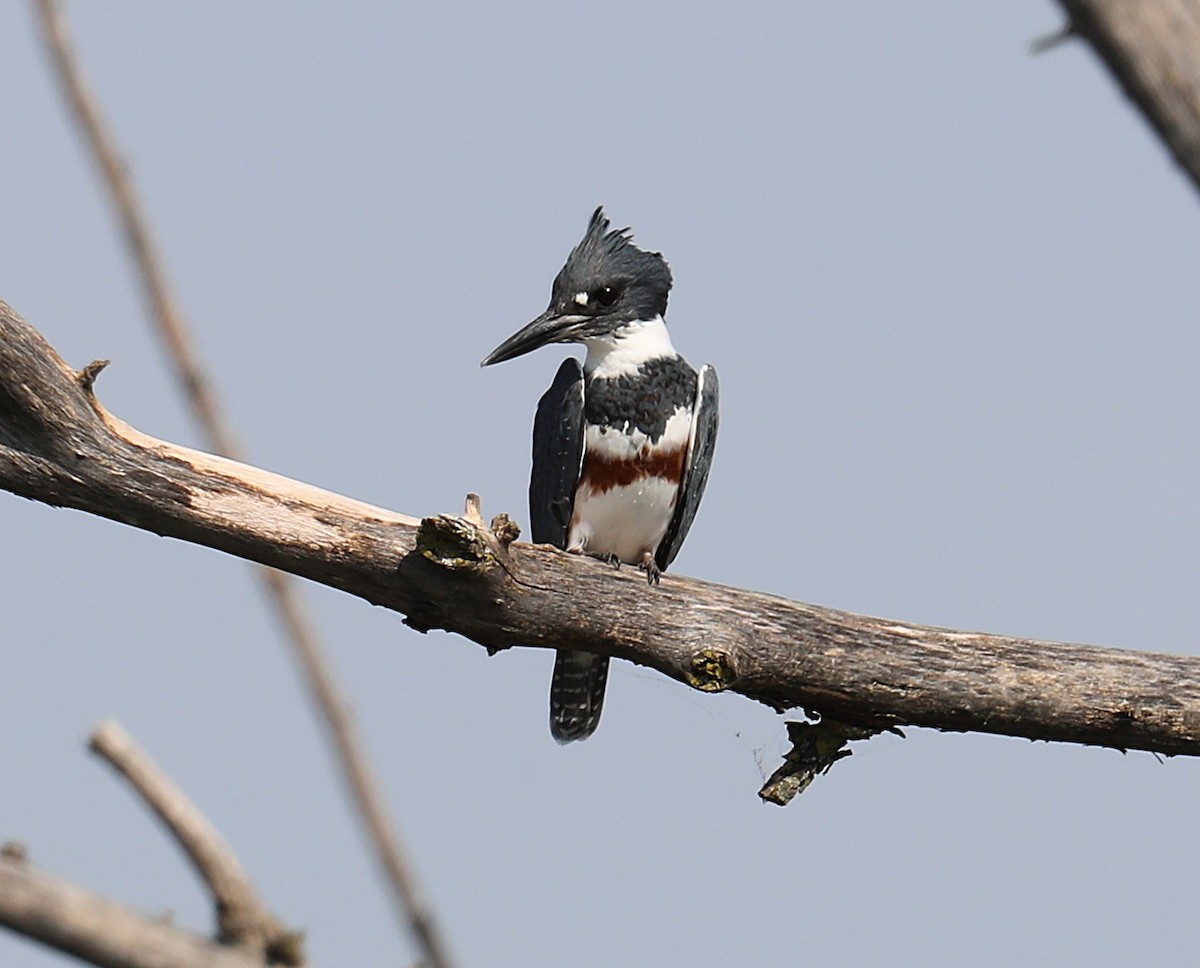 Belted Kingfisher - ML642879217