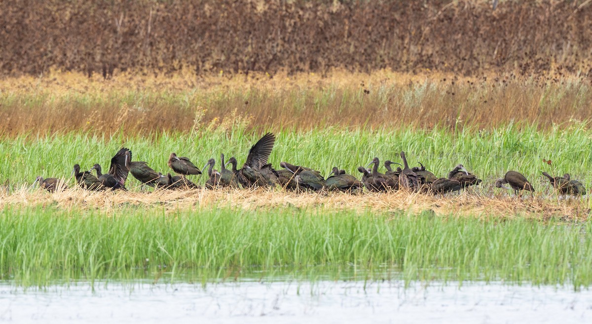 White-faced Ibis - ML642879218