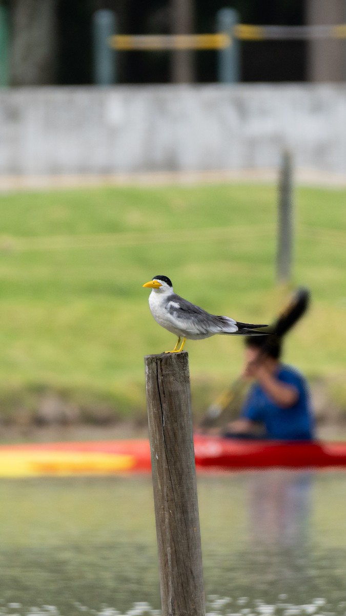 Large-billed Tern - ML642879221