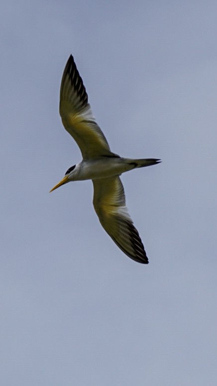 Large-billed Tern - ML642879222