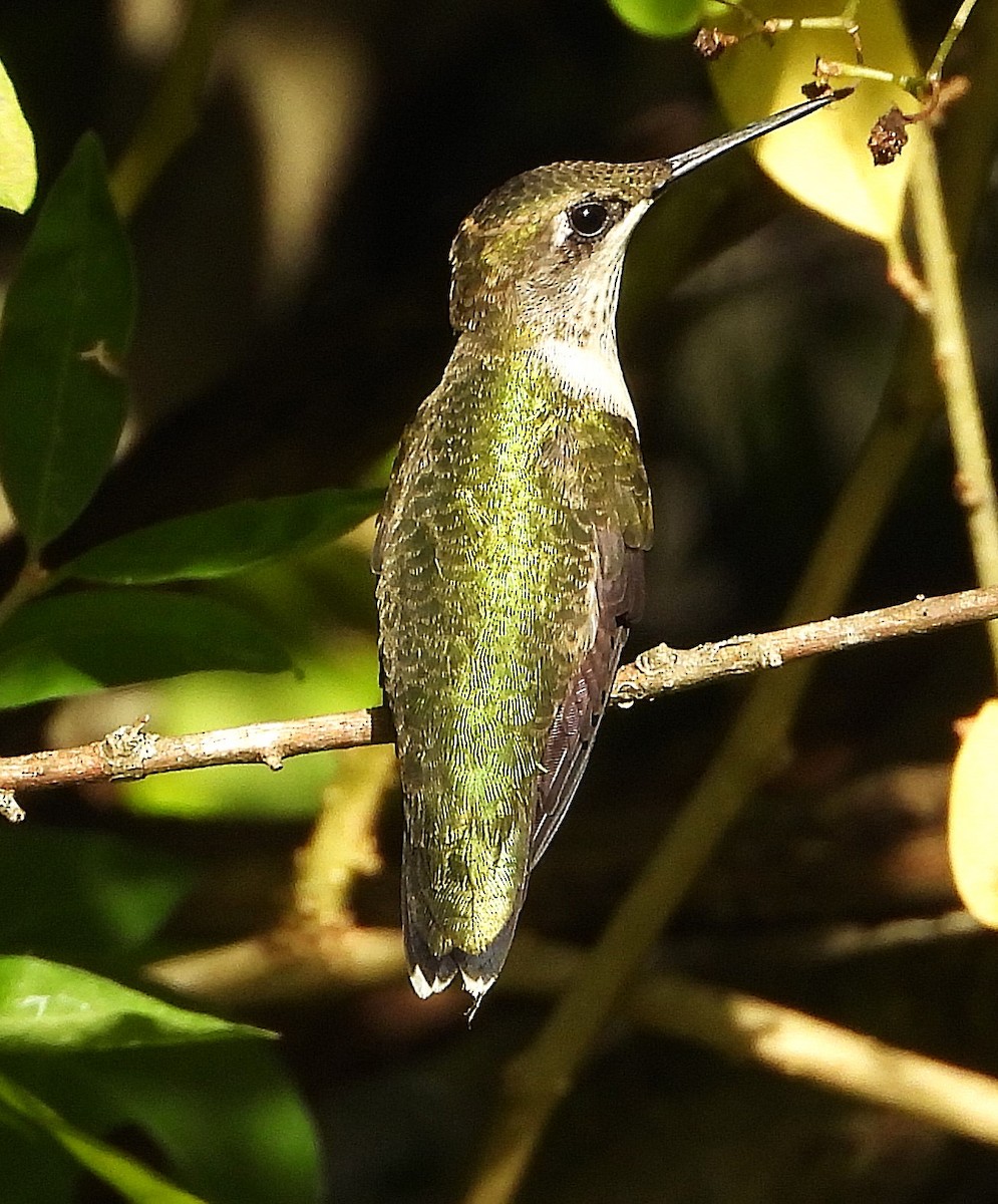 Ruby-throated Hummingbird - ML642879223