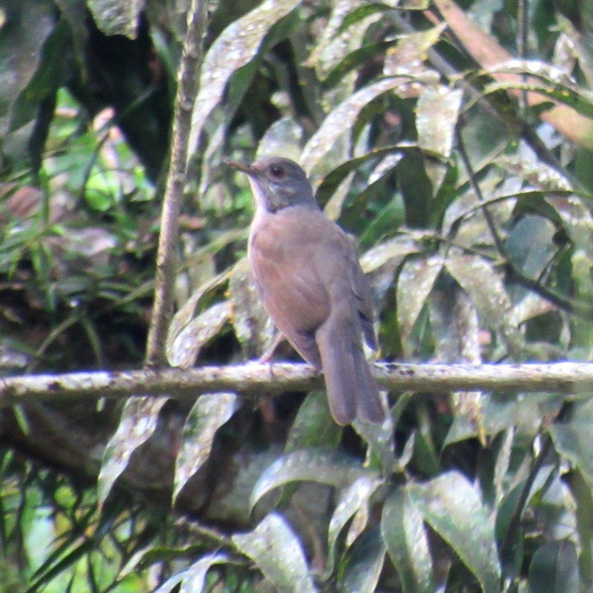 Pale-breasted Thrush - ML642879229