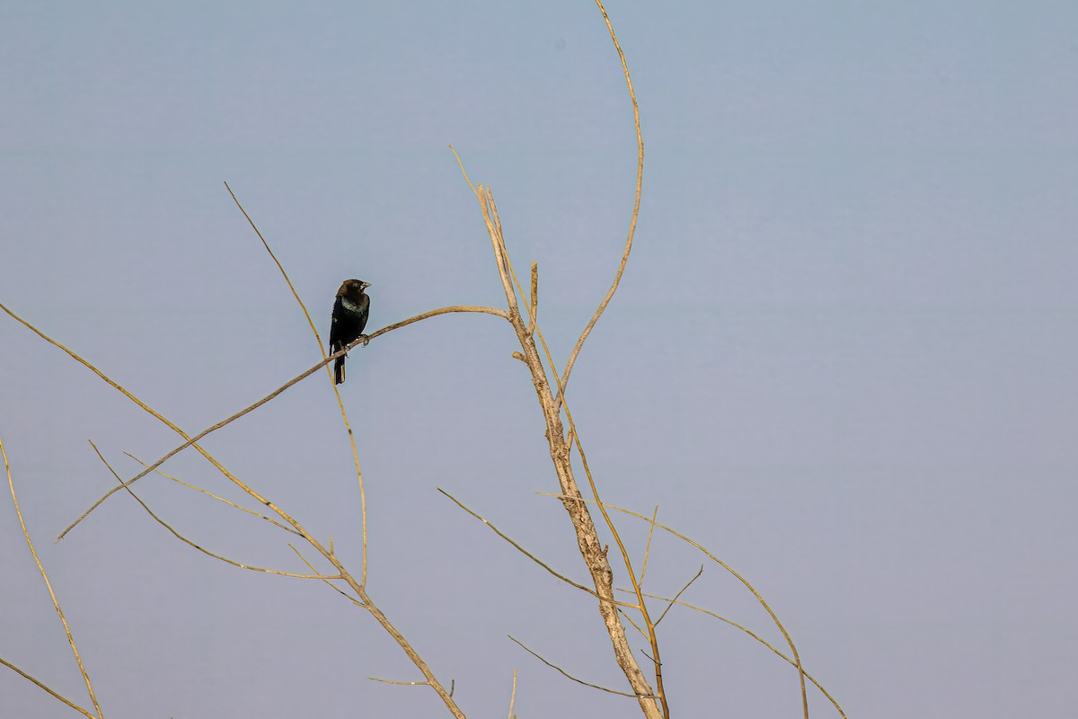 Brown-headed Cowbird - ML642879238