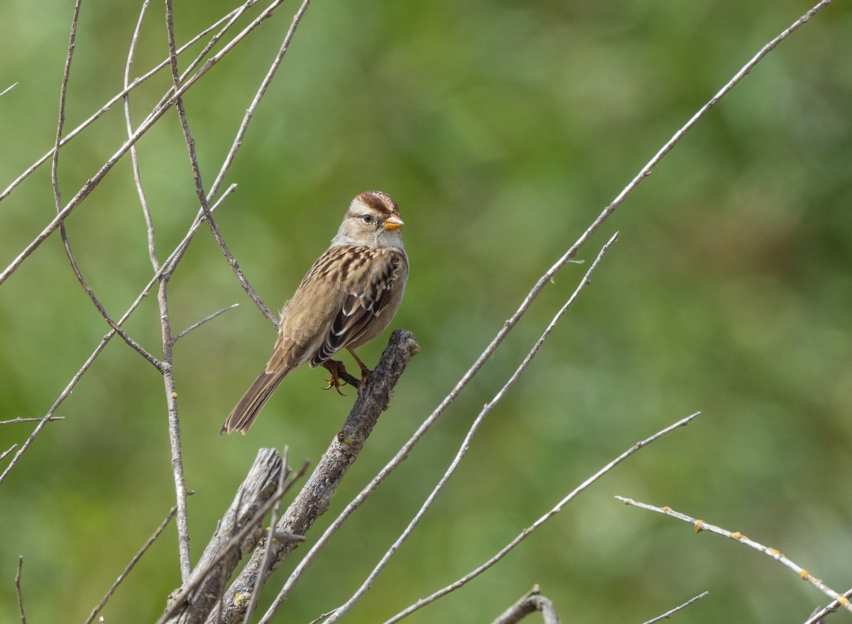 White-crowned Sparrow (Gambel's) - ML642879243