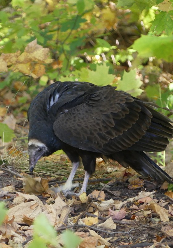 Turkey Vulture - ML642879251