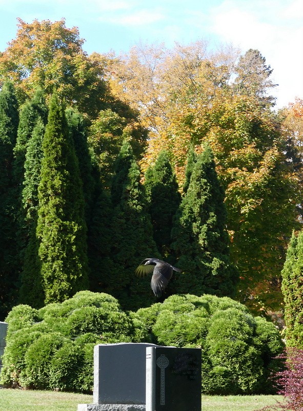 Turkey Vulture - ML642879253
