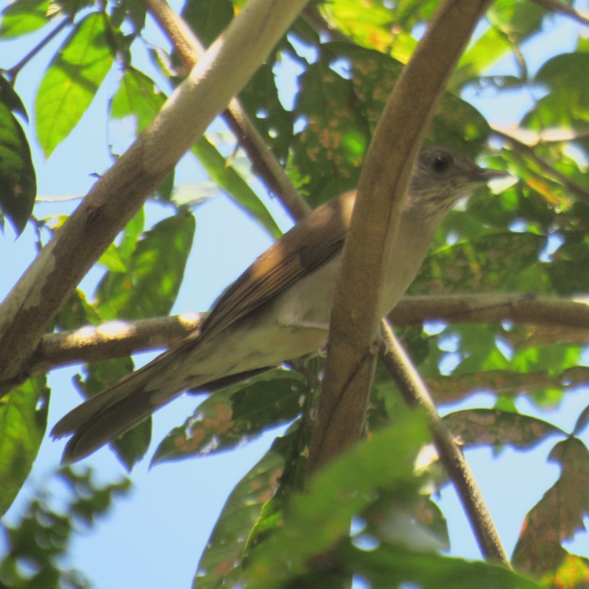 Pale-breasted Thrush - ML642879256