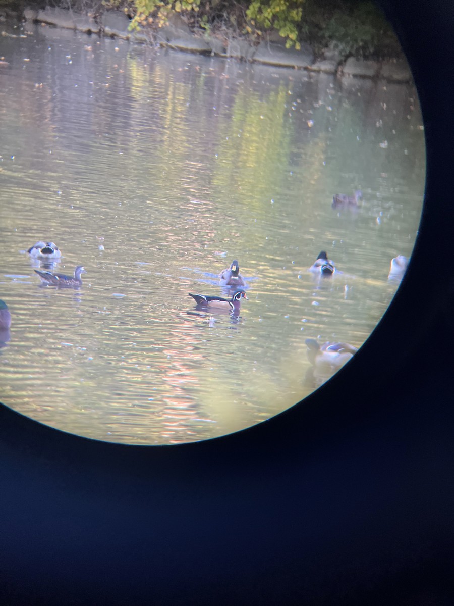 Canard branchu - ML642879265