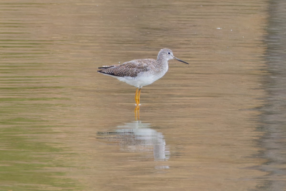 Greater Yellowlegs - ML642879279