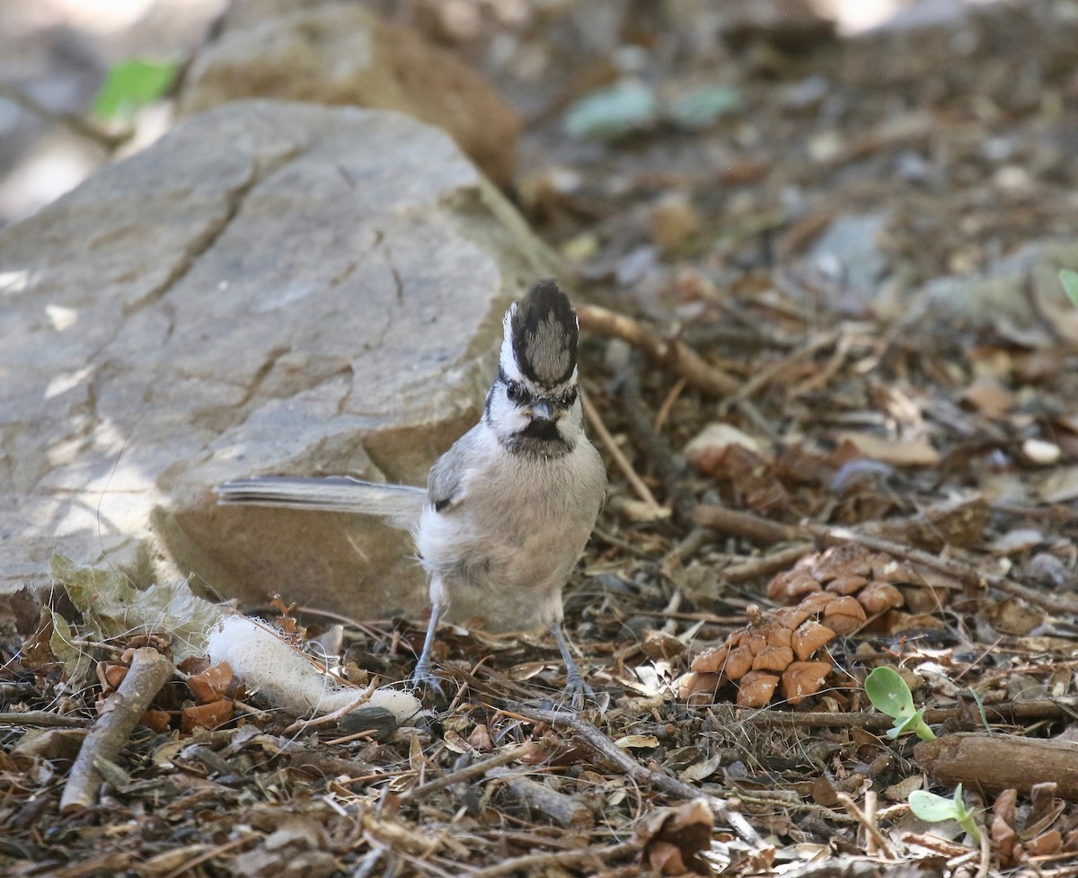 Bridled Titmouse - ML642879280