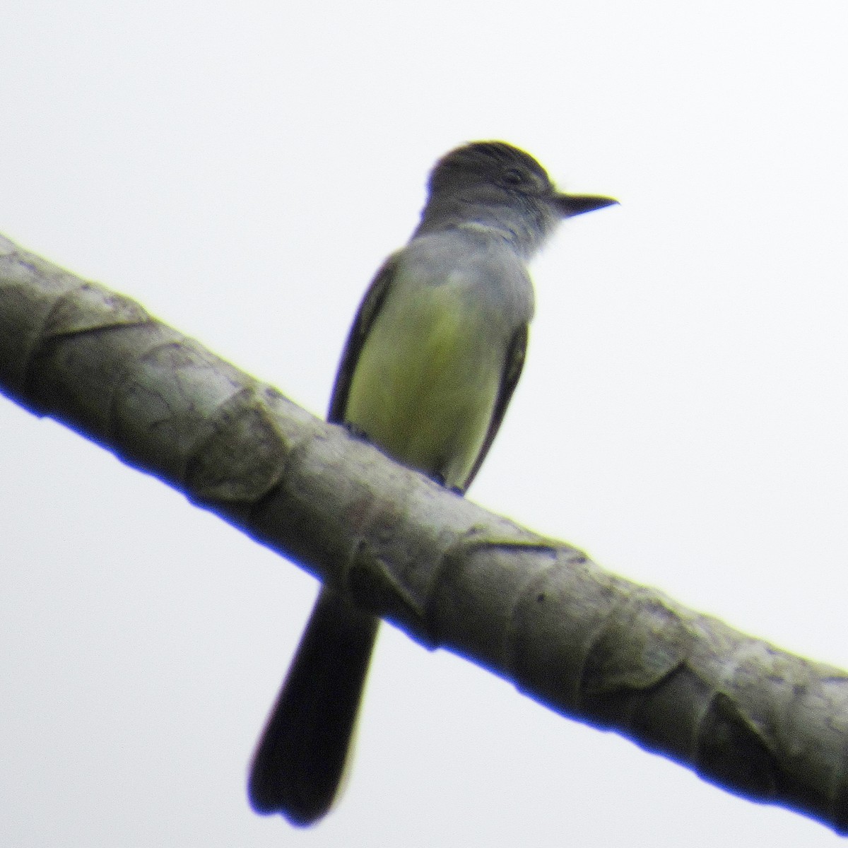 Short-crested Flycatcher - ML642879283