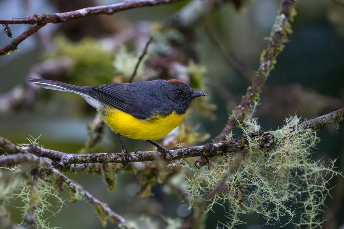 Paruline ardoisée - ML642879288