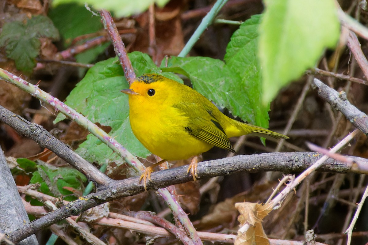 Wilson's Warbler - ML642879295