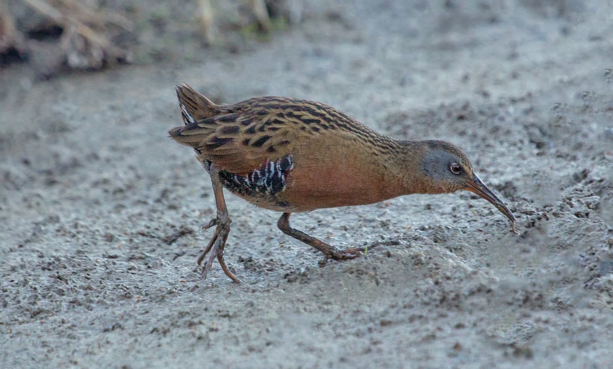 Virginia Rail - ML642879305