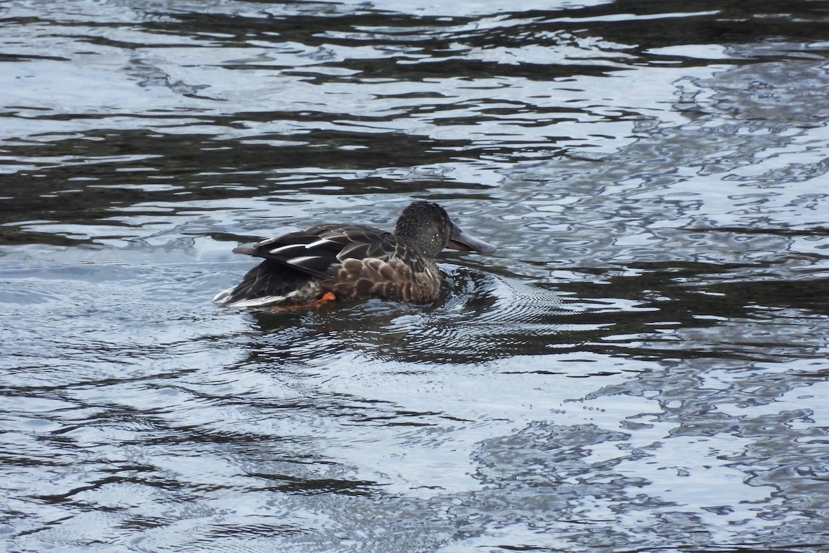 Canard souchet - ML642879328