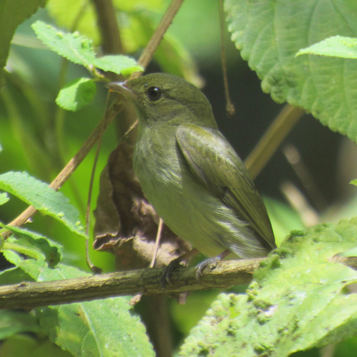 Manakin à tête rouge - ML642879330