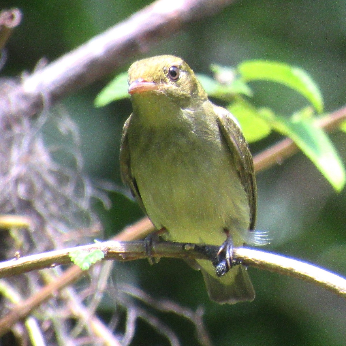 Manakin à tête rouge - ML642879331