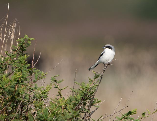 Loggerhead Shrike - ML642879346